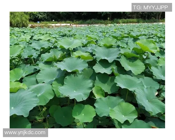 舞动人生的节奏与梦想王强的街舞故事与心路历程