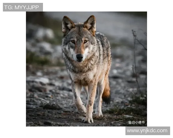 步行者与狼的较量探讨生存智慧与团队合作的重要性